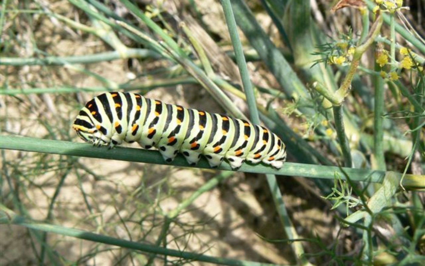 Banded Baby